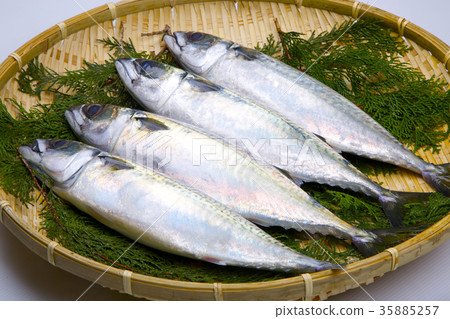 Mackerel food 35885257