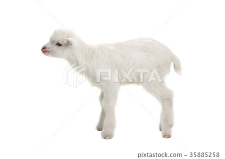 goat kid 35885258