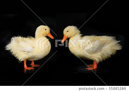 two white duck 35885260