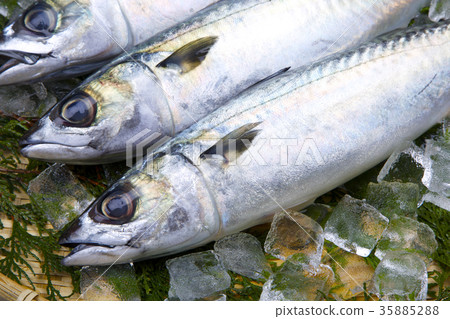 鯖魚食物 鯖魚食物 35885288