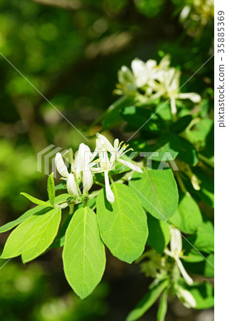 Beautiful white panther flower Beautiful white panther flower 35885369