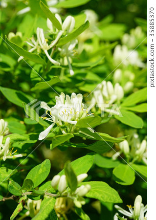 美麗的白色豹花 35885370