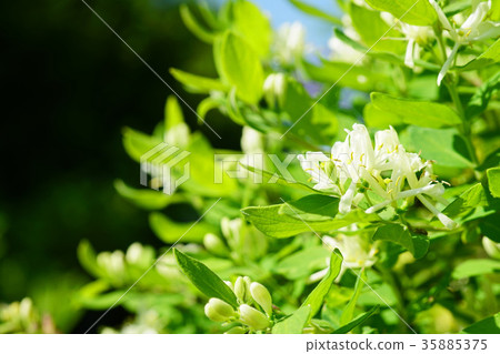 Beautiful white panther flower 35885375