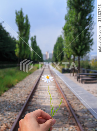 hand holding flower on the railway hand holding flower on the railway 35885748