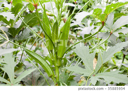 Okra cultivation Okra cultivation 35885934
