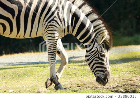 zebra  35886013