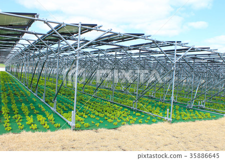 太陽能電池板_農業型太陽能_鳥取縣Hokuei鎮 35886645