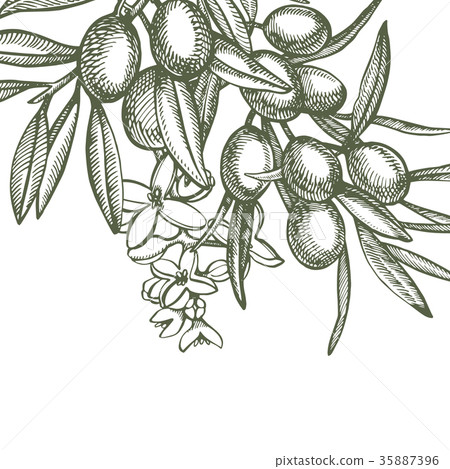 A branch of ripe olives is juicy poured with oil - Stock Illustration ...