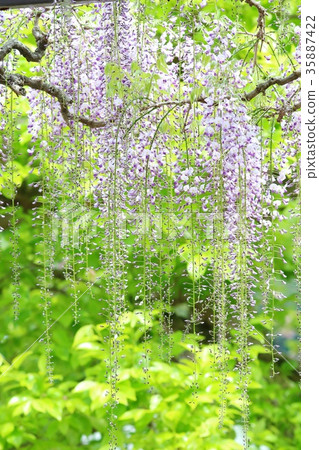 富士花淡紫色 35887422