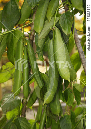 Natamame Natamame 35888122