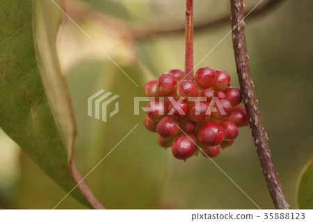 Binen cruzer的水果 Binen cruzer的水果 35888123