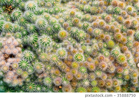 Cactus tree shop with breeding in the house 35888750