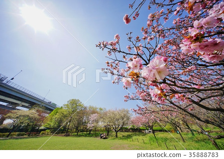 Cherry blossom park Cherry blossom park 35888783