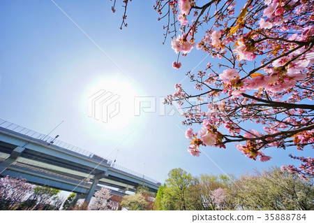 Cherry blossom park Cherry blossom park 35888784