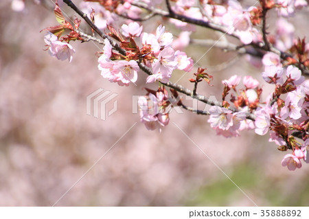 春天的花朵,Ezoyama櫻花盛開,大門 春天的花朵,Ezoyama櫻花盛開,大門 35888892