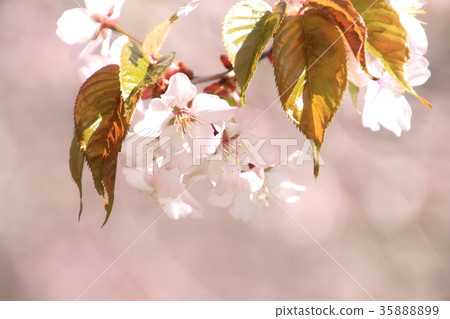 Spring flowers, Ezo Yamazakura in full bloom, gate 35888899