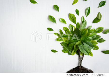 Flat lay green leaf on white wood background 35888909