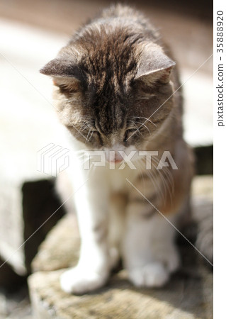 21-year-old ba-chan cat sunbathing outside 35888920