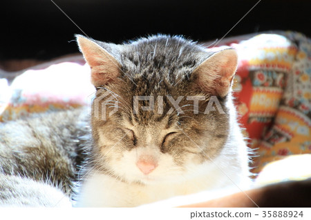 A 21-year-old ba-chan cat naps in bed in the sun A 21-year-old ba-chan cat naps in bed in the sun 35888924
