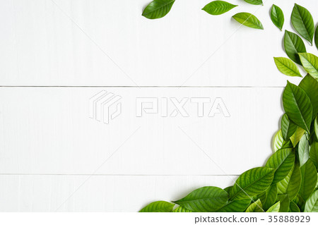 Flat lay green leaf on white wood background Flat lay green leaf on white wood background 35888929