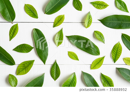 Flat lay green leaf on white wood background Flat lay green leaf on white wood background 35888932