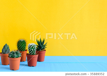 Cactus on the desk with yellow wal 35889352