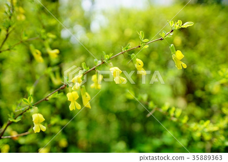 Muzzle flowers 35889363