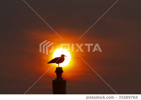 Seagull in the sunset Seagull in the sunset 35889768