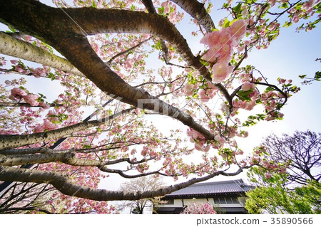 櫻花在公園裡 35890566