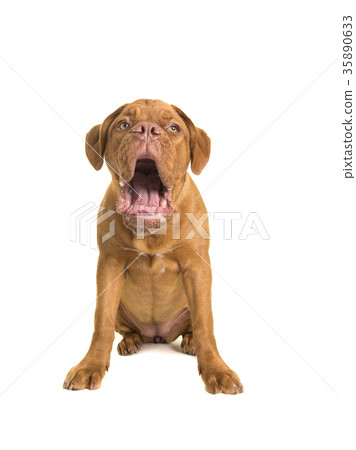 Sitting bordeaux dogue dog with mouth open 35890633