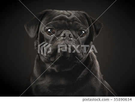 Portrait of a black pug on a black background 35890634