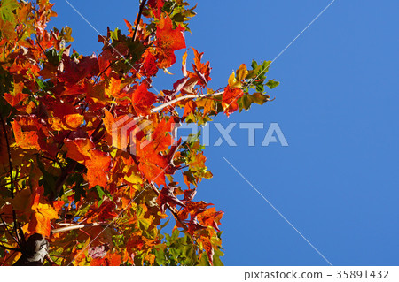Beautiful maple foliage that shines in the blue sky Beautiful maple foliage that shines in the blue sky 35891432