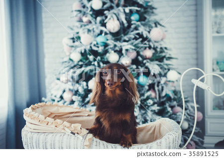 dog on Christmas tree background dog on Christmas tree background 35891525