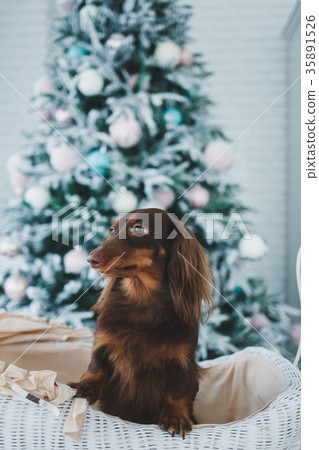 Dog near christmas tree Dog near christmas tree 35891526