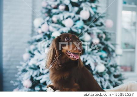 Cute puppy near Christmas tree Cute puppy near Christmas tree 35891527