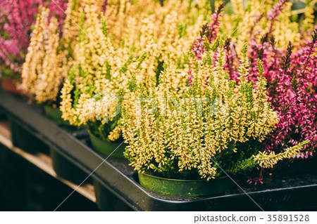 Bush Of Calluna Plant In Pot In Store Market Bush Of Calluna Plant In Pot In Store Market 35891528