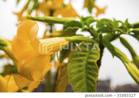  曼陀羅花，曼陀羅花，刺蘋果，曼陀羅花 35893327