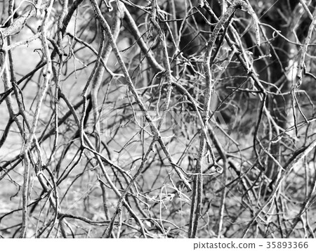 Dead branch 35893366