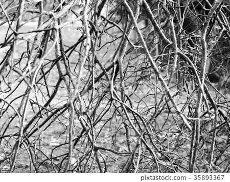 Dead branch 35893367