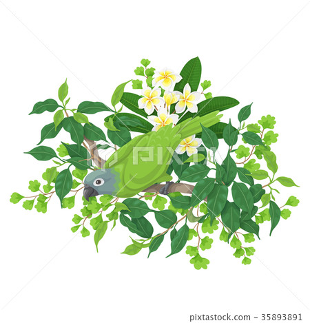 Green Parrot on Tree Branch 35893891