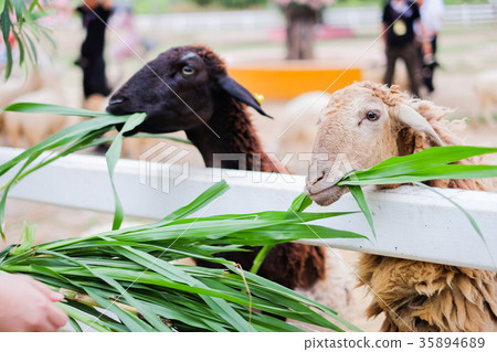 Sheep will eat the grass. 35894689