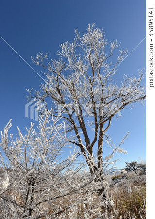 Foggy ice and blue sky Nagano Prefecture high bocce plateau 35895141