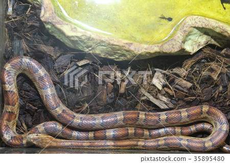 A beautiful snake A beautiful snake 35895480
