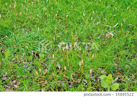 泉域的背景材料,在皇宮護城河邊緣看到的一組可愛的Tsukusimbo,橫向位置 泉域的背景材料,在皇宮護城河邊緣看到的一組可愛的Tsukusimbo,橫向位置 35895522