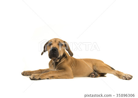 Young female south african mastiff dog sideview Young female south african mastiff dog sideview 35896306