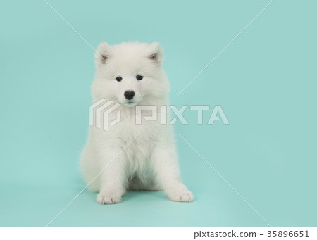 Cute somoyed puppy sitting on a blue background 35896651
