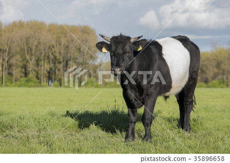 Black and white dutch belted lakenvelder cow  35896658