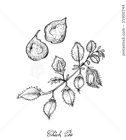 Hand Drawn of Pod of Chick Peas on A Plant 35900744