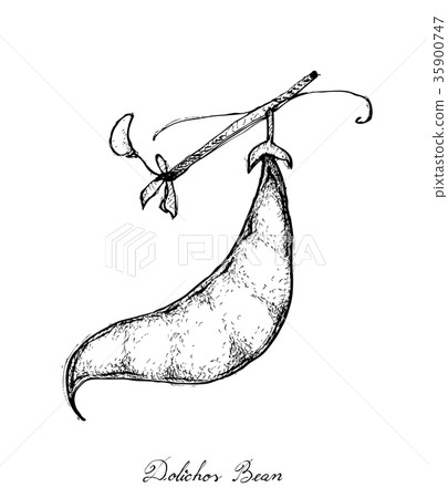 Hand Drawn of Fresh Dolichos Lablab Pods 35900747