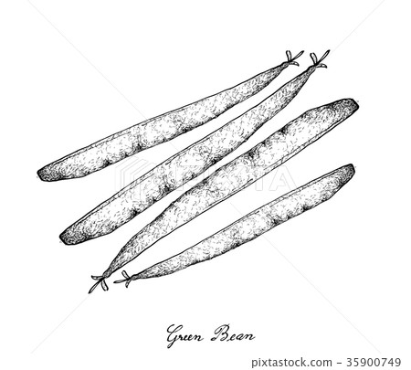 Hand Drawn of Delicious Fresh Green Beans Hand Drawn of Delicious Fresh Green Beans 35900749